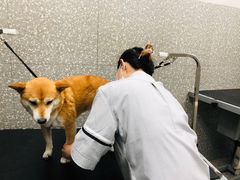 -宠物家(角门东店)