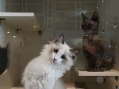 -70cat德文卷毛猫·缅因猫纯种猫舍