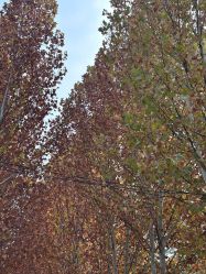 -禧园Joyous Garden ·宴会厅(禧园店)