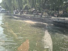 -西湖游船