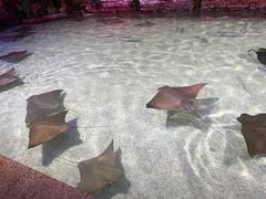-北海海底世界