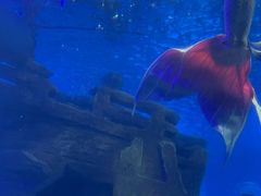 -江和美海洋公园