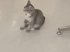 -共舞时光猫咖·狗咖(新街口店)