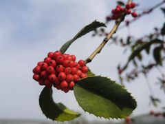 -上海辰山植物园