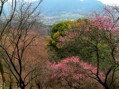 -新建村梅花