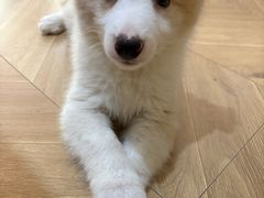 -翊宠yipet猫狗购宠庄园