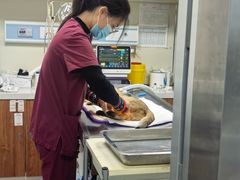 -纳吉亚猫专科动物诊疗中心(蒋宅口分院)