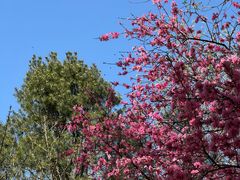 -辛玛王国游乐园