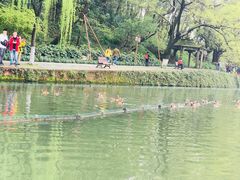 -西湖游船