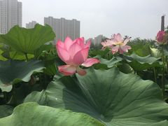 -前关湿地公园