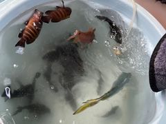 -小猫钓鱼海钓俱乐部(椰梦长廊店)