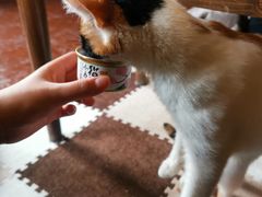 -猫猫幼稚园·撸猫·桌游·电玩
