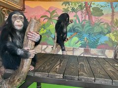 -上海野生动物园老虎餐厅