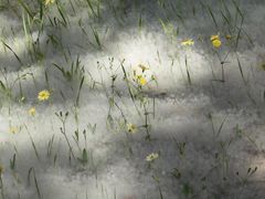 -济南国际园博园