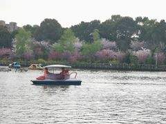 -南汇桃花村