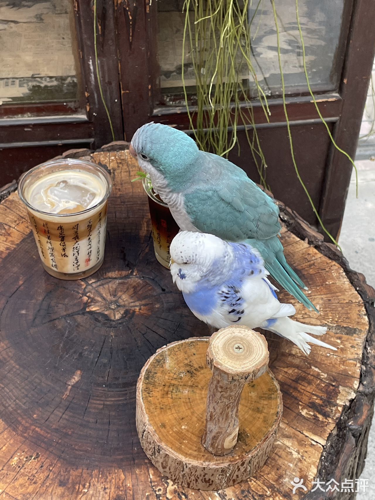 重庆旅游 | 北仓文创街区，鹦鹉陪我下午茶