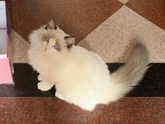 -袖虎·猫馆(体育西路店)