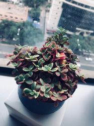 -北京米扬丽格医疗美容·联合丽格鼻整形中心