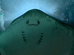 -上海海洋水族馆