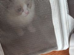 -千城康桥宠物医院·猫科·骨科·心脏