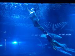 -石家庄海洋公园