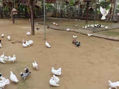 -呀路古热带植物园