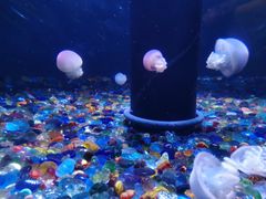 -成都浩海立方海洋公园