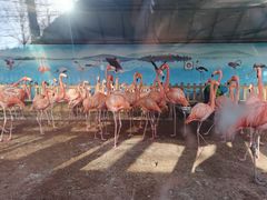 -鄂尔多斯野生动物园