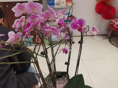 -招商银行(上海漕河泾支行)