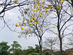 -东莞植物园