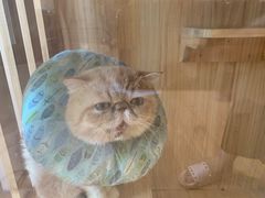 -Pets First伊珊娜洗护·精致美容·家庭式寄养(新会路店)