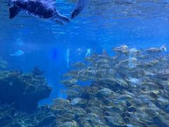 -海合安成都极地海洋公园