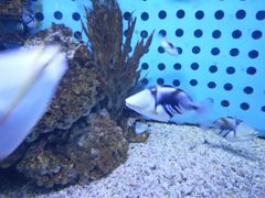 -芜湖新华联大白鲸海洋公园