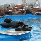 上海海昌海洋公园打卡