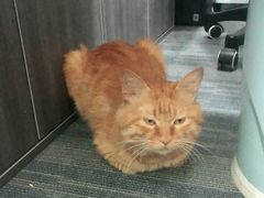 -pd派德宠物中心医院24H急重症·眼科中心·血液透析中心(嵩山北路店)