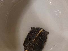 -九忠祥小笼馆(保利时光里店)