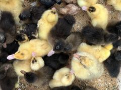 -中环花鸟鱼虫市场