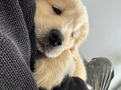 -芭比堂动物医院·CT·微创中心(新顺分院)