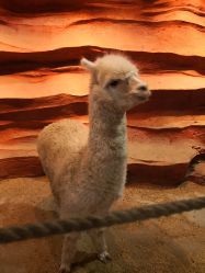 -酷嗒动物文化乐园(cutezoo西溪乐天城店)