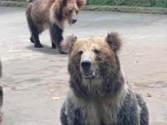 -贵州森林野生动物园