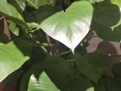 -四川饭店(长白店)