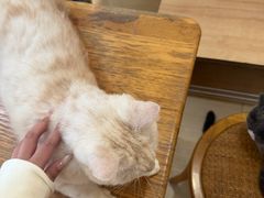 -是阿柴呀！柴犬咖啡·爱喵喵猫咖