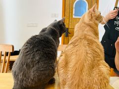 -是阿柴呀！柴犬咖啡·爱喵喵猫咖
