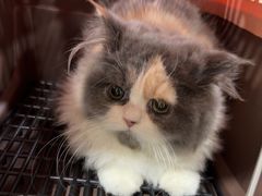 -佳雯宠物医院·皮肤科·内外科(春晓路分院)