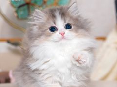 -小猫来了·猫舍(红山六九七九店)