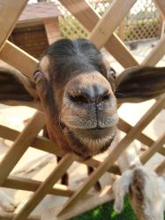 -萌宠亲子动物乐园(槐房万达店)