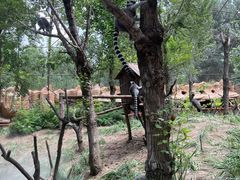 -北京野生动物园