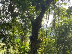 -中国科学院西双版纳热带植物园