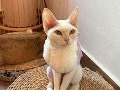 -楼上猫咖(罗湖店)