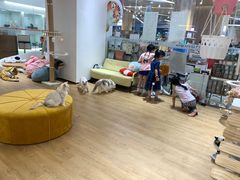 -1013 PET SHOP精品宠物商店(丁香店)